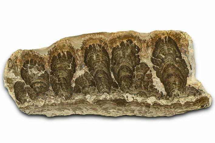 Polished Miocene Stromatolite Slab - Crimea #362986